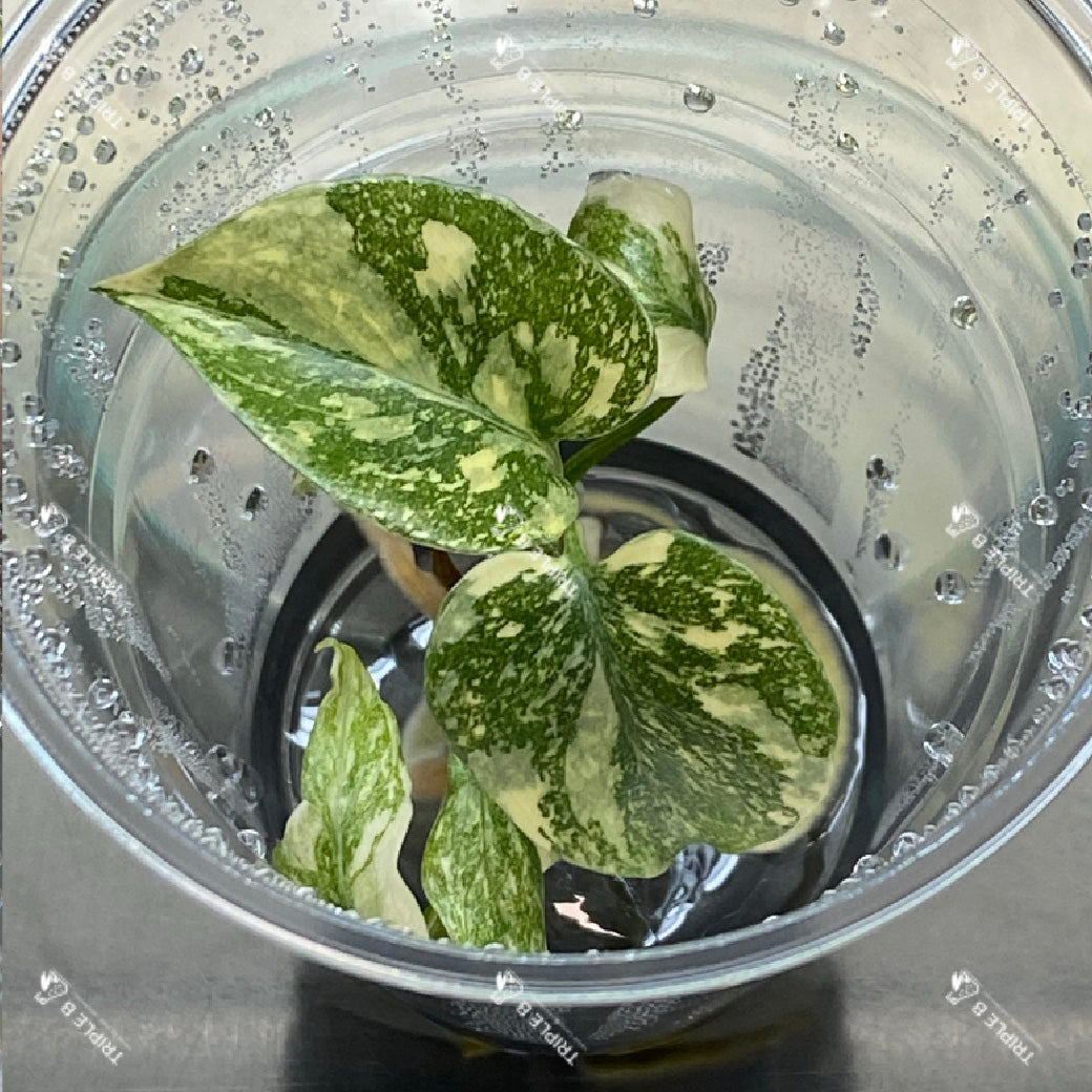 Tissue Culture  - Monstera Thai Constellation