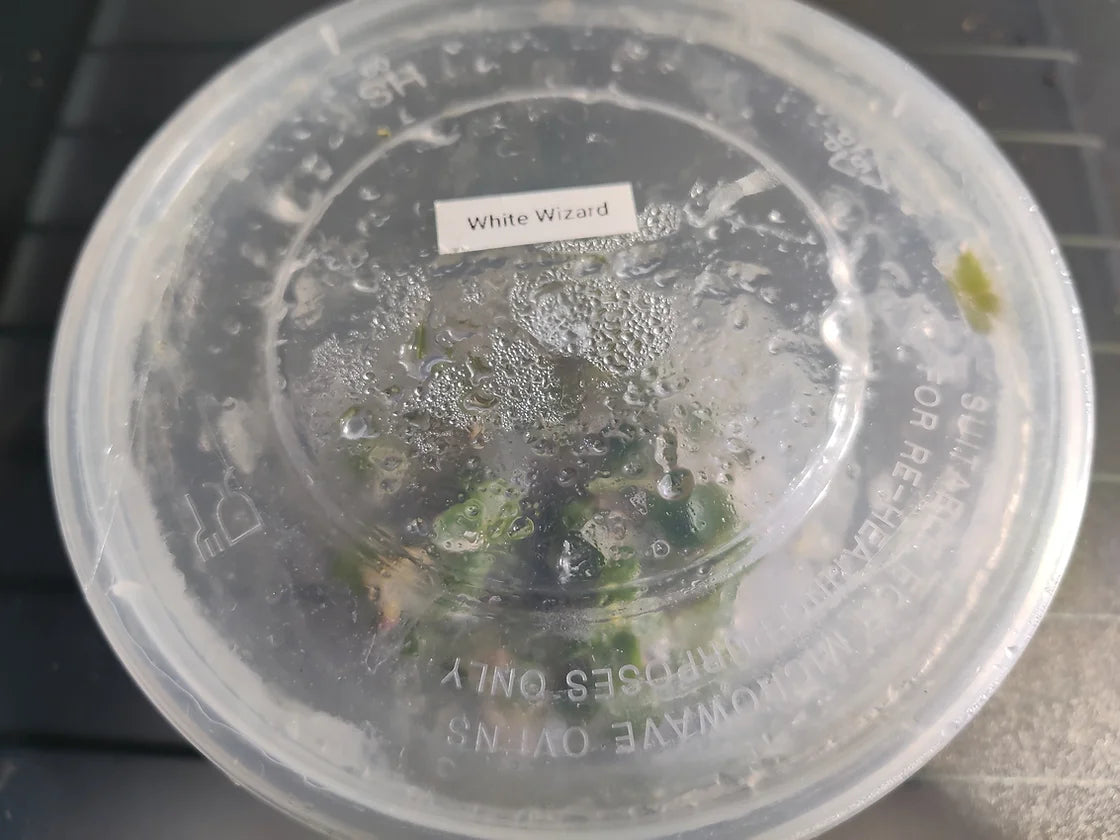 Tissue Culture - Philodendron White Wizard