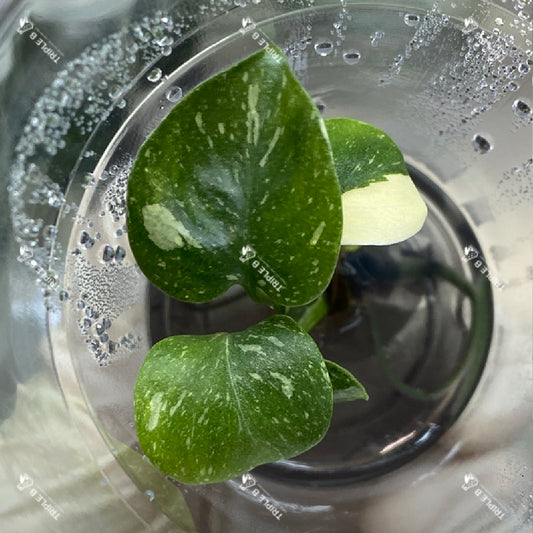 Tissue Culture  - Monstera Thai Constellation