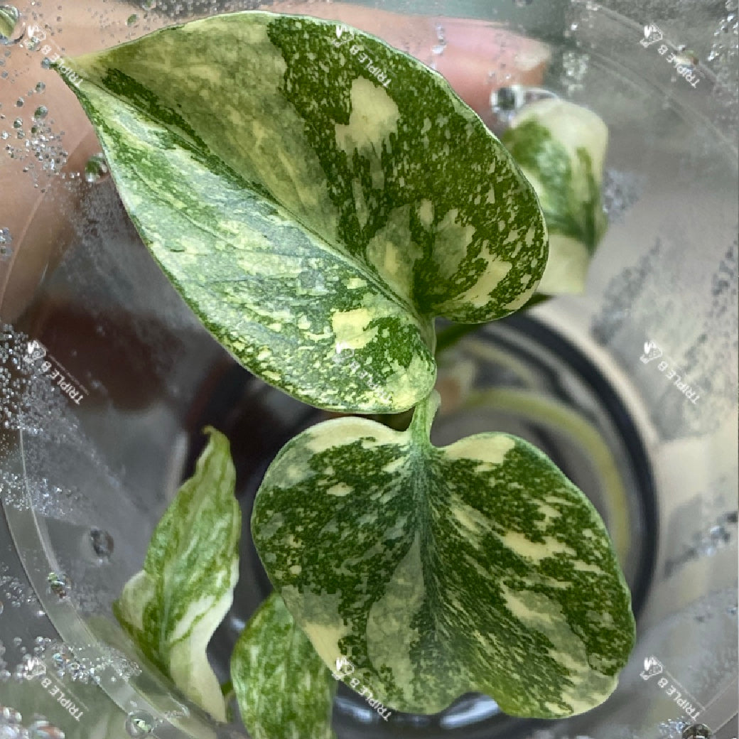 Tissue Culture  - Monstera Thai Constellation