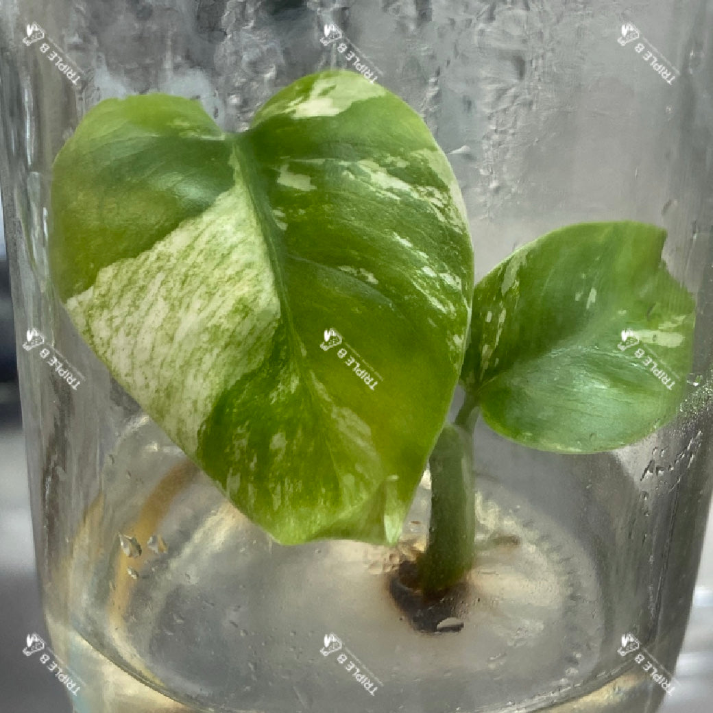 Tissue Culture - Monstera Mint