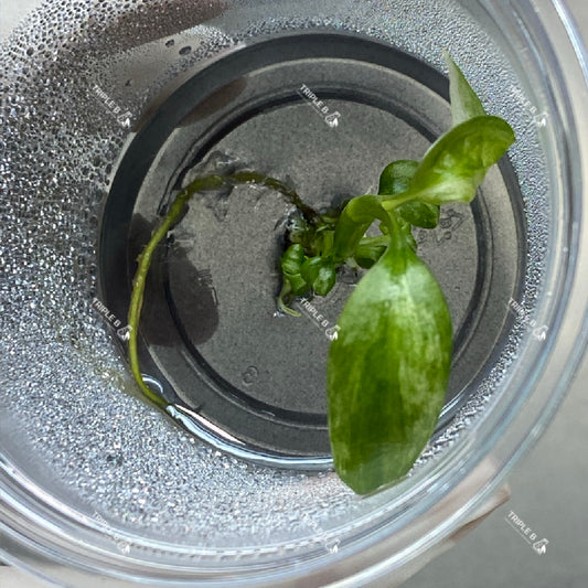 Tissue Culture - Epipremnum Giganteum