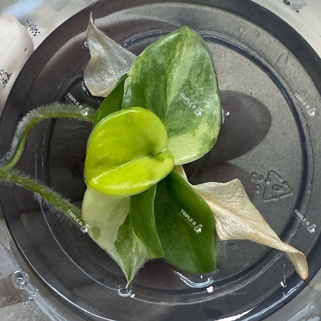 Tissue Culture - Philodendron Burle Marx