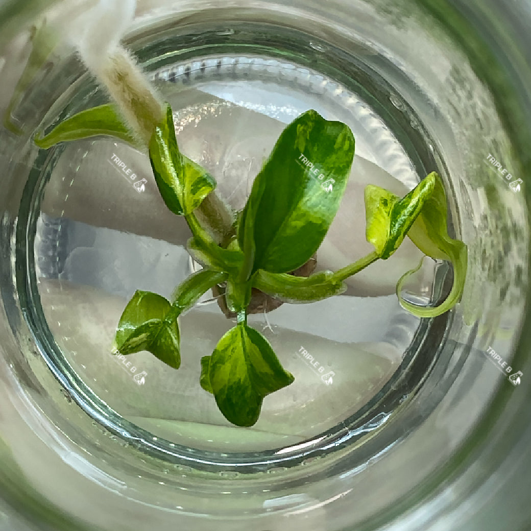 Tissue Culture - Philodendron Domesticum Variegated