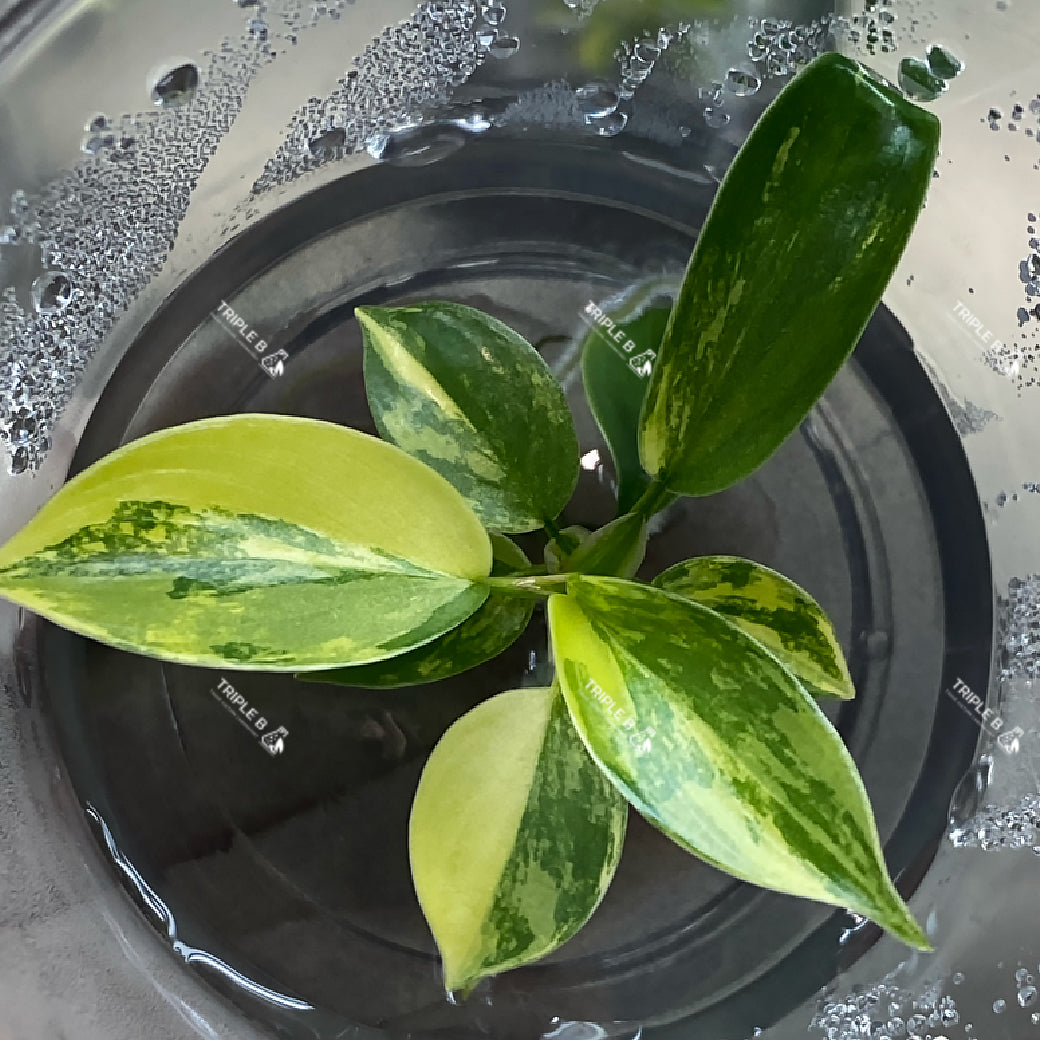 Tissue Culture - Philodendron Florida Beauty