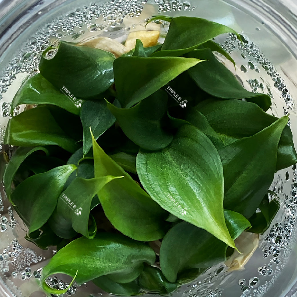 Tissue Culture - Philodendron Glory Round