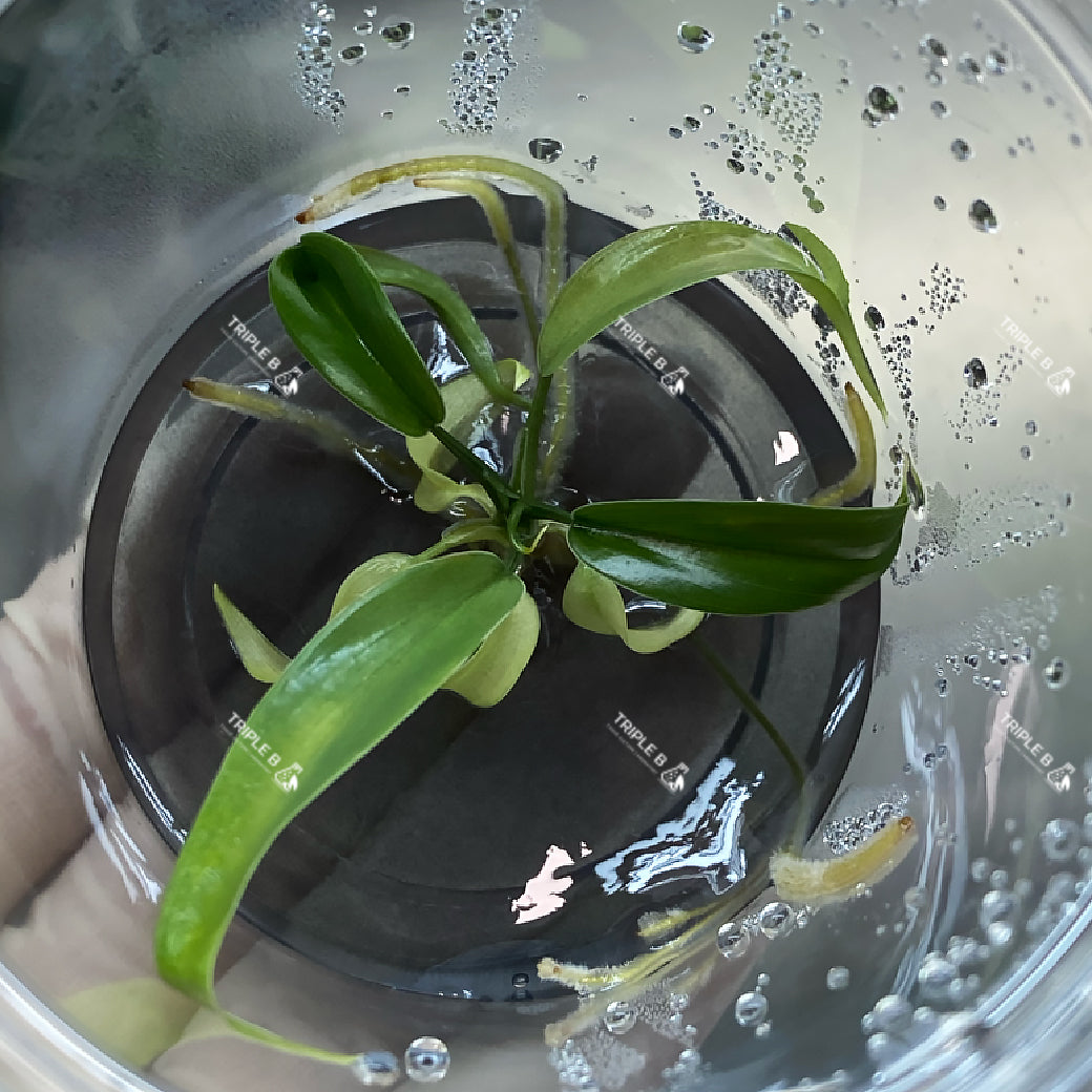 Tissue Culture - Philodendron Hotonianum