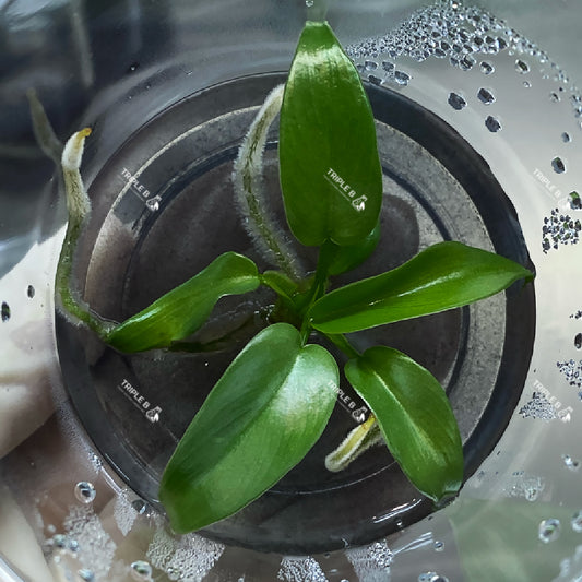 Tissue Culture - Philodendron Longilobatum Lelano Miyano