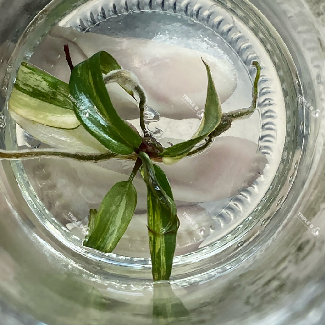 Tissue Culture - Philodendron Pink Strawbery Shake