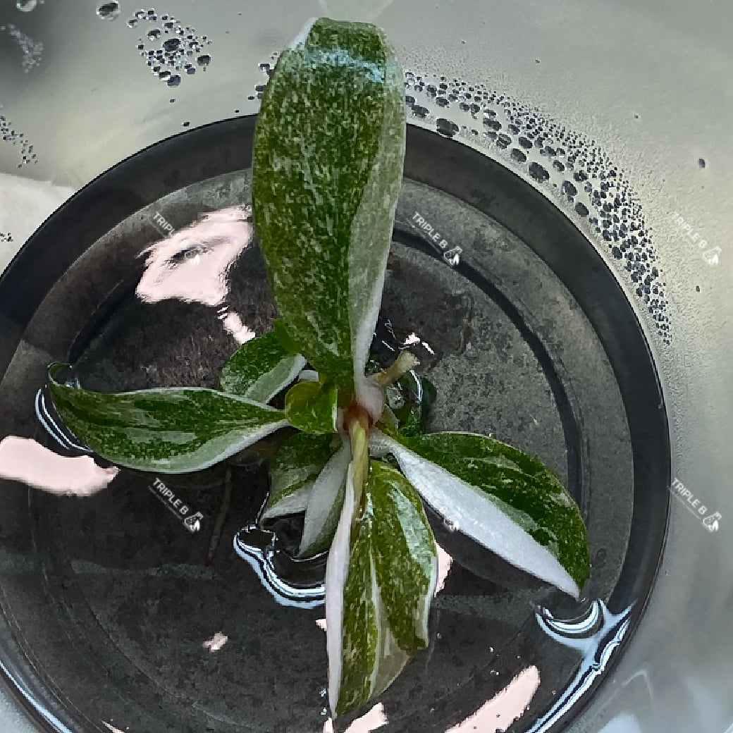 Tissue Culture - Philodendron Red Anderson Variegated