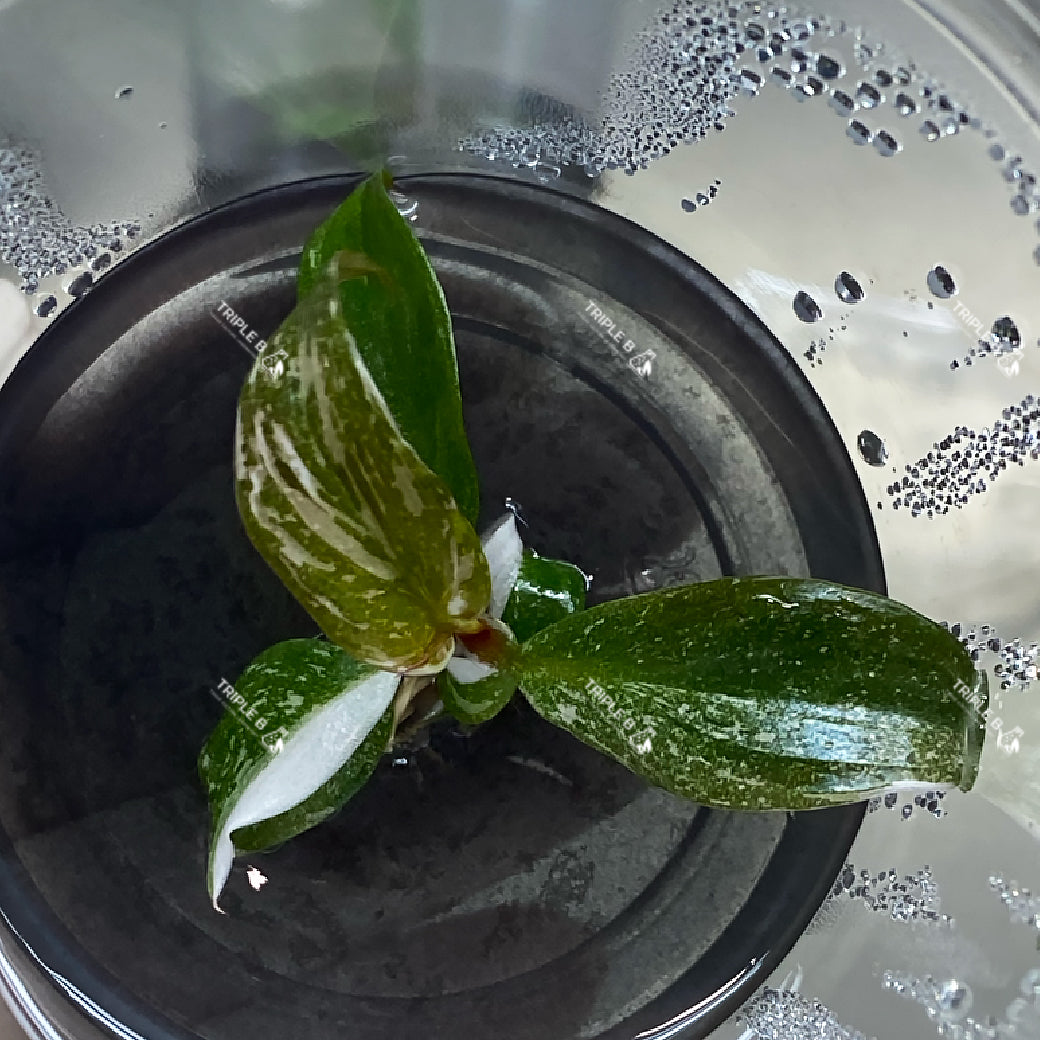 Tissue Culture - Philodendron Red Anderson Variegated