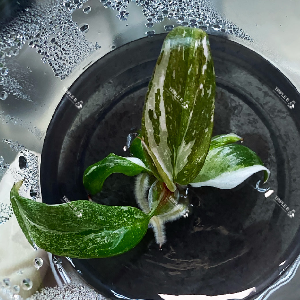 Tissue Culture - Philodendron Red Anderson Variegated