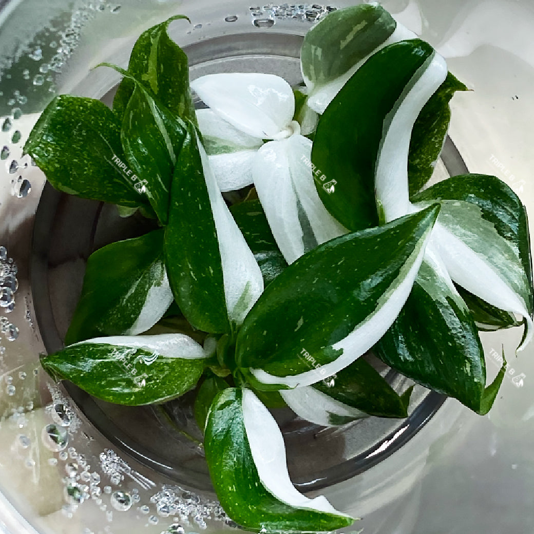 Tissue Culture - Philodendron White Pricess